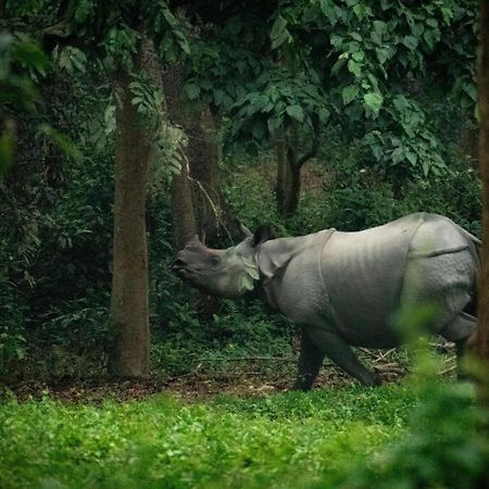 Hotel Tree Tops- A Serene Friendly Hotel In Sauraha Chitwan Exterior photo