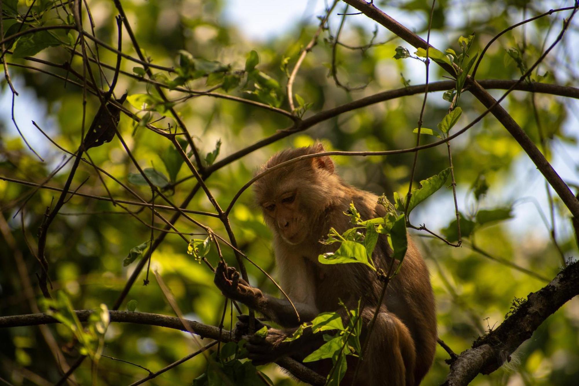 Hotel Tree Tops- A Serene Friendly Hotel In Sauraha Chitwan Exterior photo